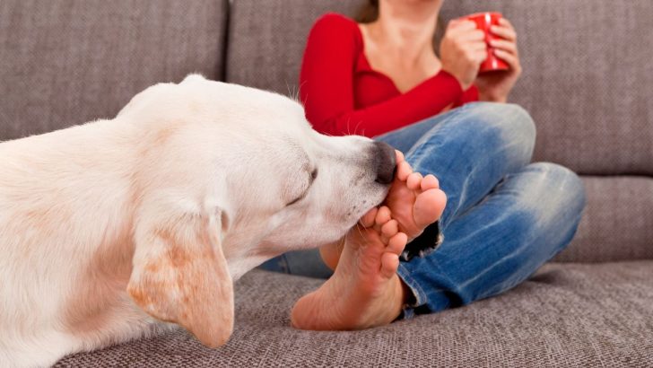 Why Do Dogs Lick Your Feet? 11 Surprising Reasons