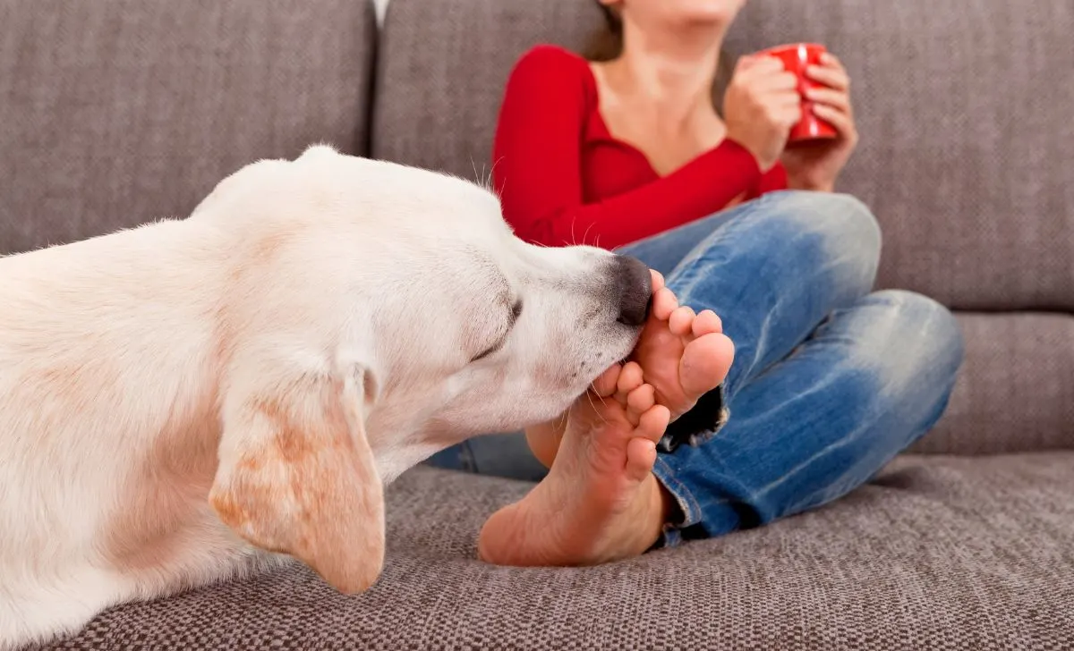 11 reasons Why Do Dogs Lick Your Feet