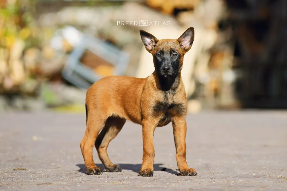 2 months old belgian malinois puppy