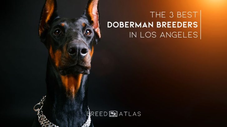 Best store doberman breeders