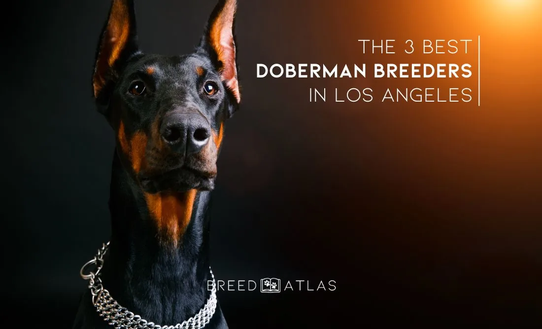 doberman dark background