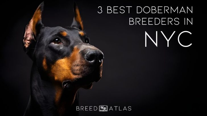 3 Best Doberman Breeders In NYC For All Dobie Lovers