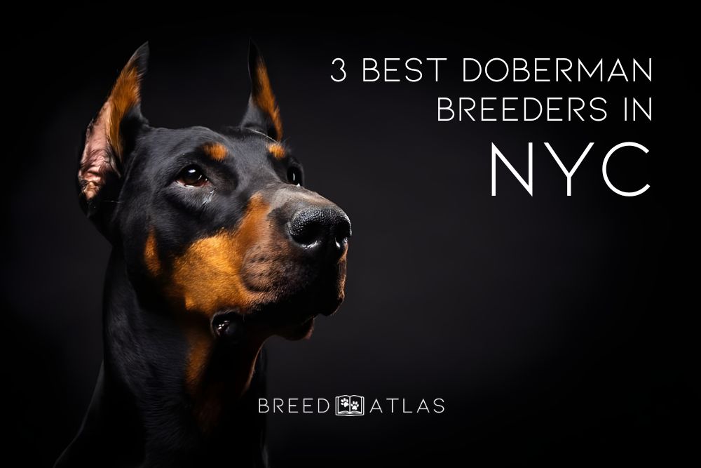 doberman breeders