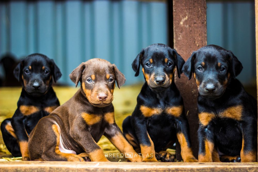 4 cute doberman puppies