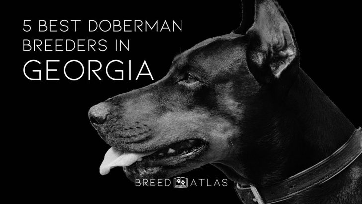 5 Best Doberman Breeders In Georgia 