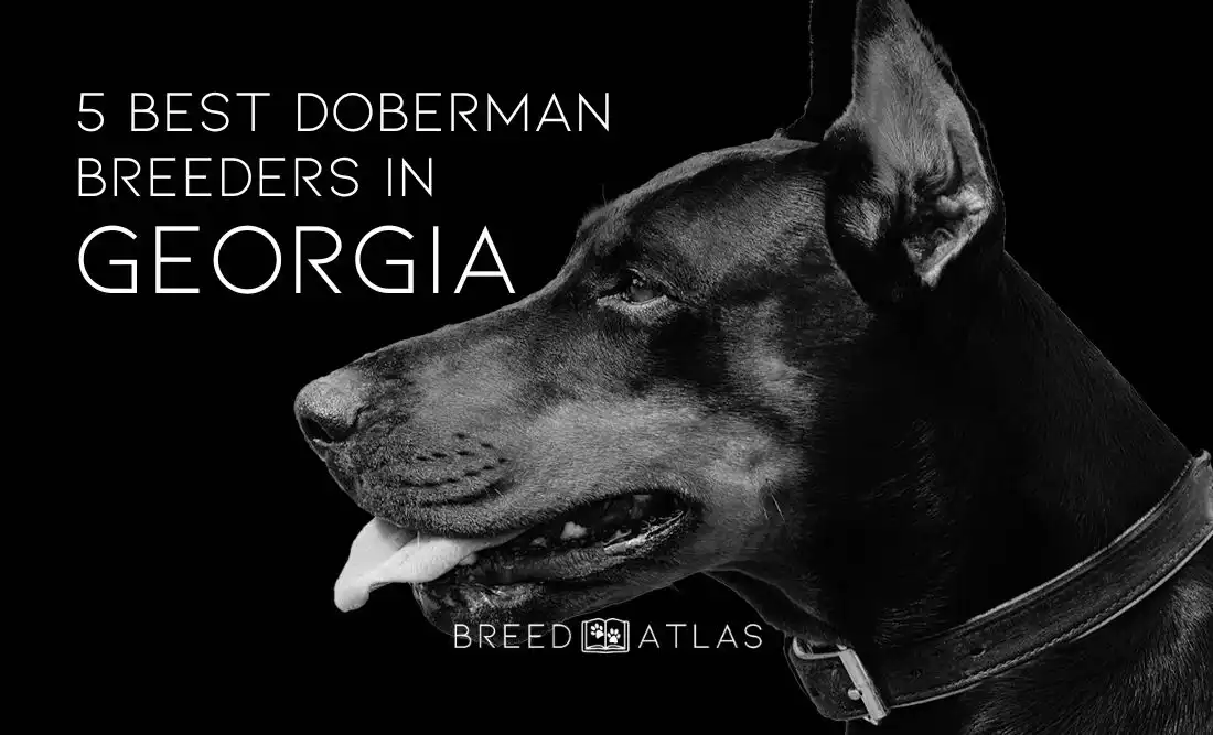 best doberman breeders georgia