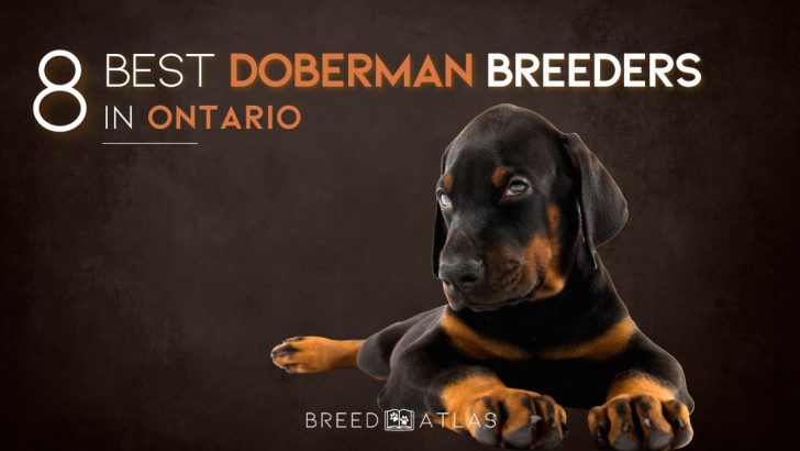 The 8 Best Doberman Breeders in Ontario 