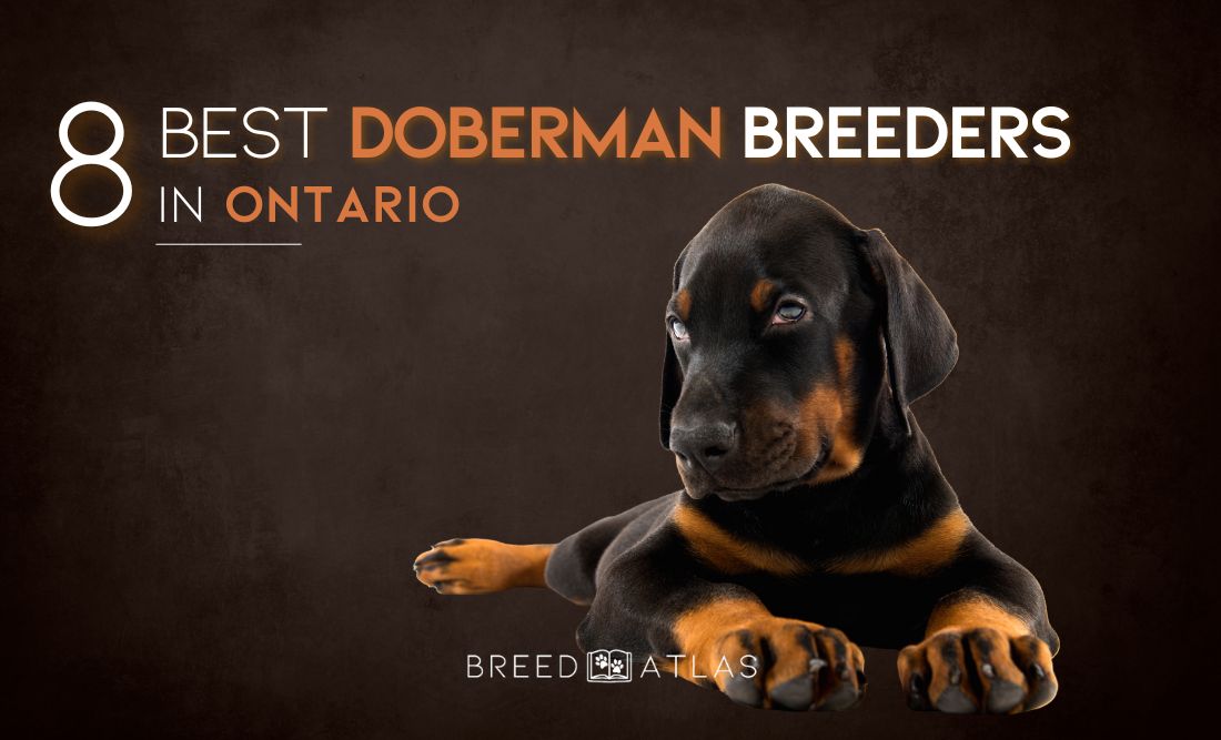 Doberman Breeders