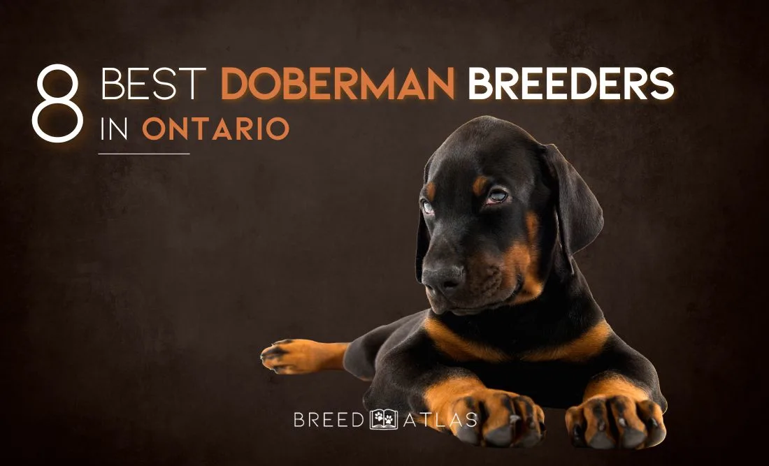 Doberman Breeders