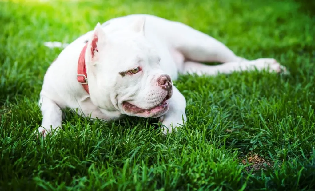 American Bully Dog Lies on Green Grass