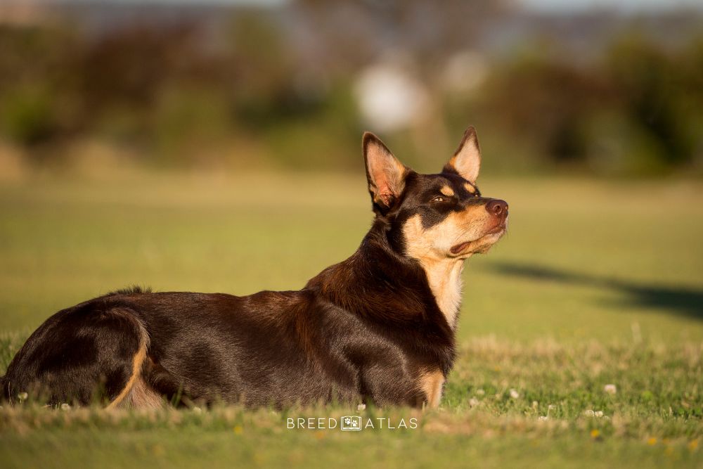 Australian Kelpie dog breed