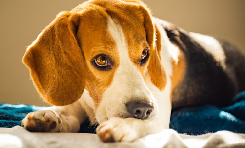 Beagle Biting His Itching Skin on Legs