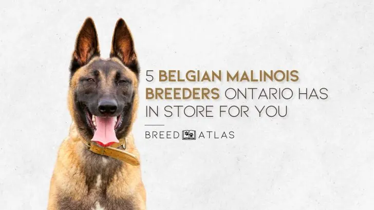5 Belgian Malinois Breeders Ontario Has In Store For You