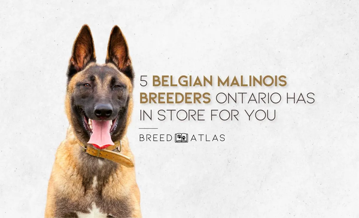 Belgian Malinois Breeders Ontario