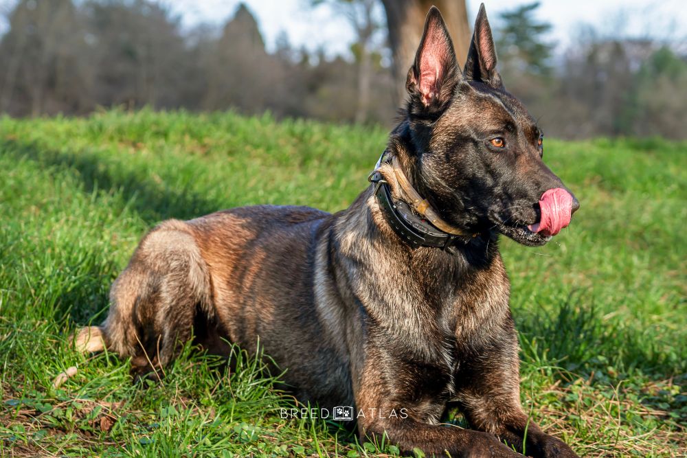 Belgian Malinois dog breed