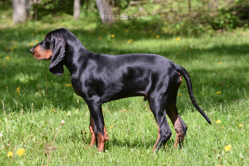 Black and Tan Coonhound dog