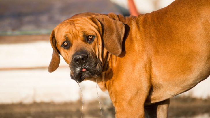 Top 7 Boerboel Breeders In The UK You Can Trust