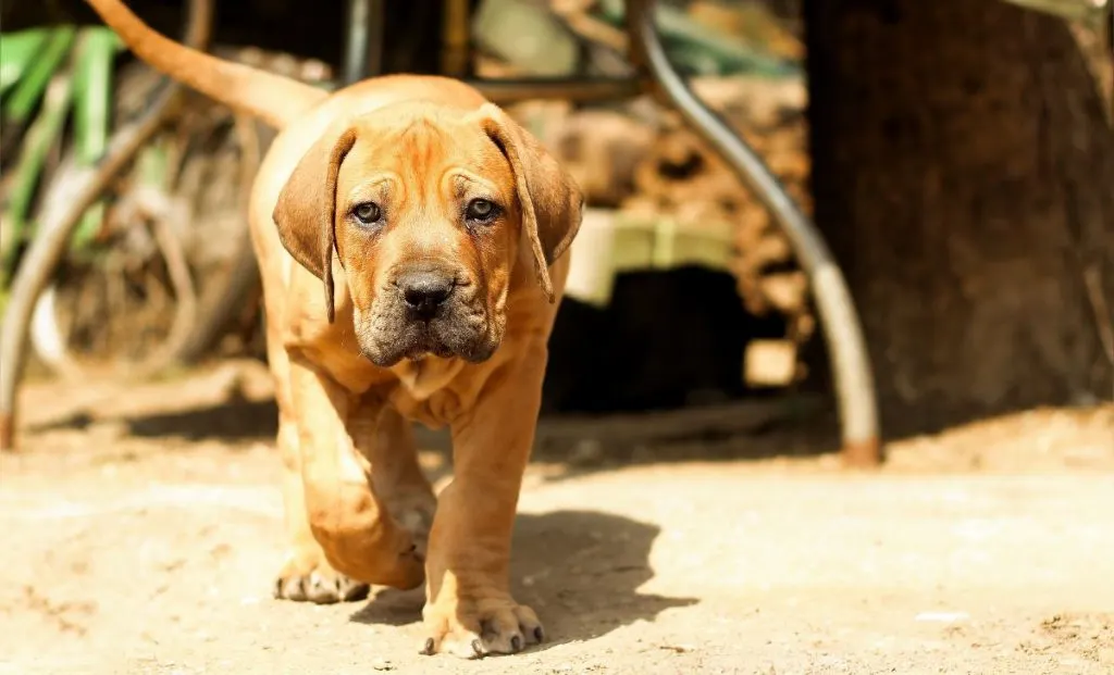 Boerboel puppy dog