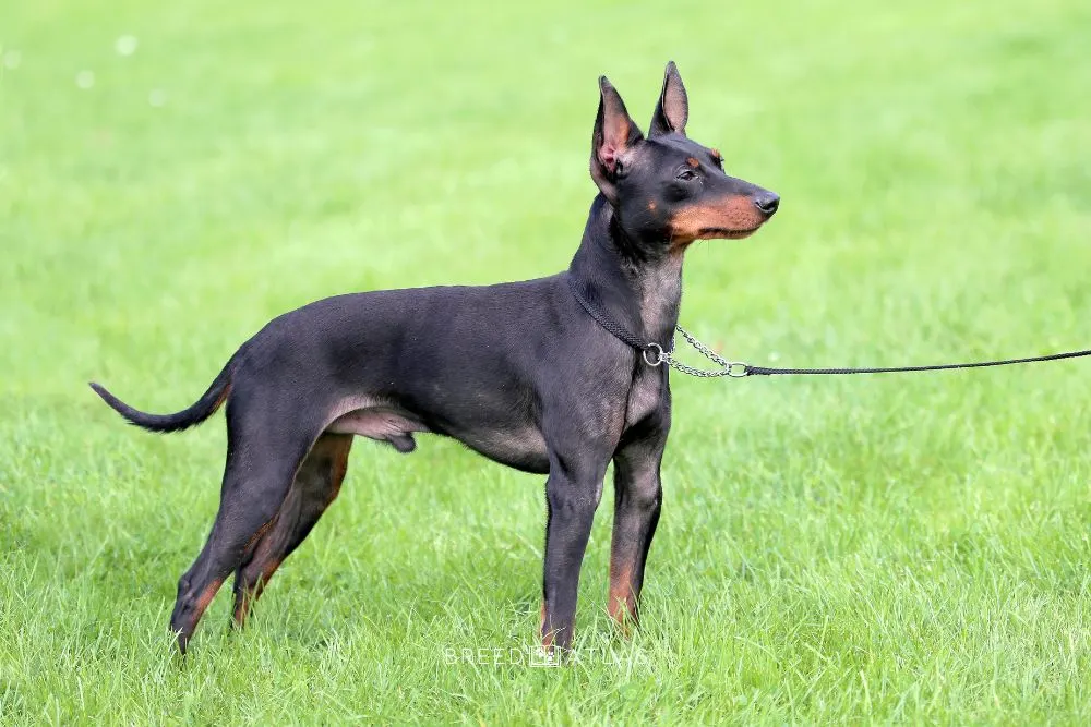 English Toy Terrier dog breed