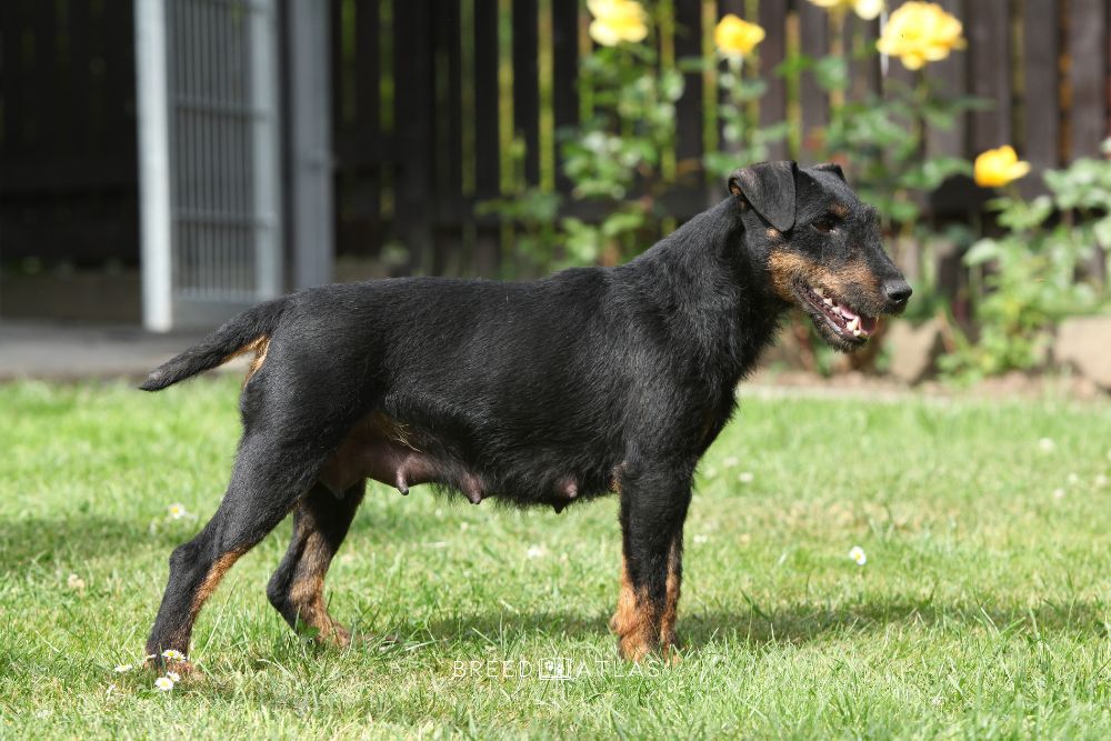 German Hunting Terrier dog breed