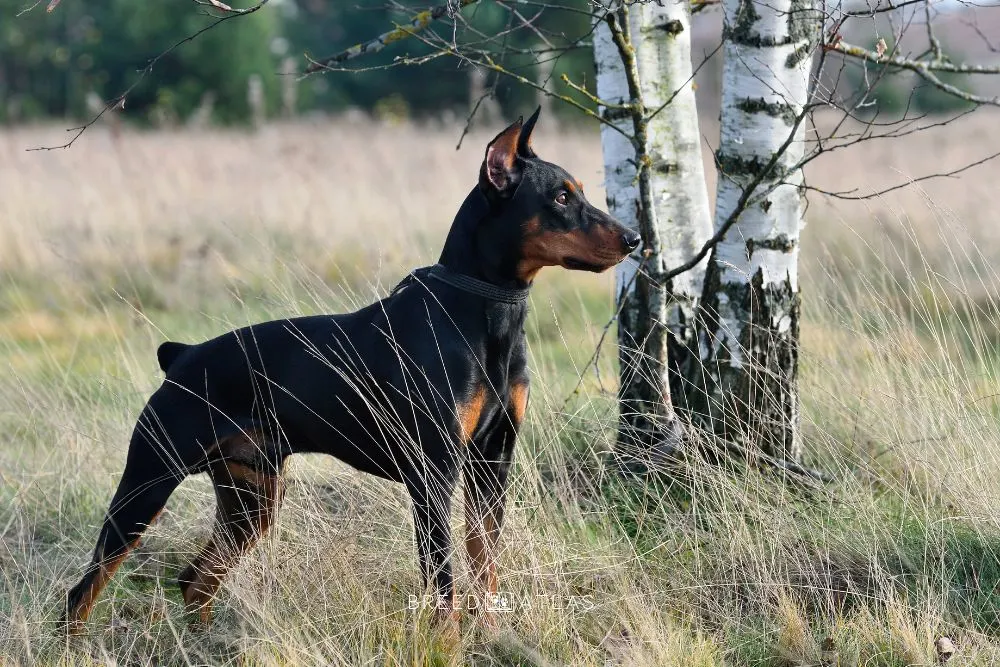 German Pinscher dog breed