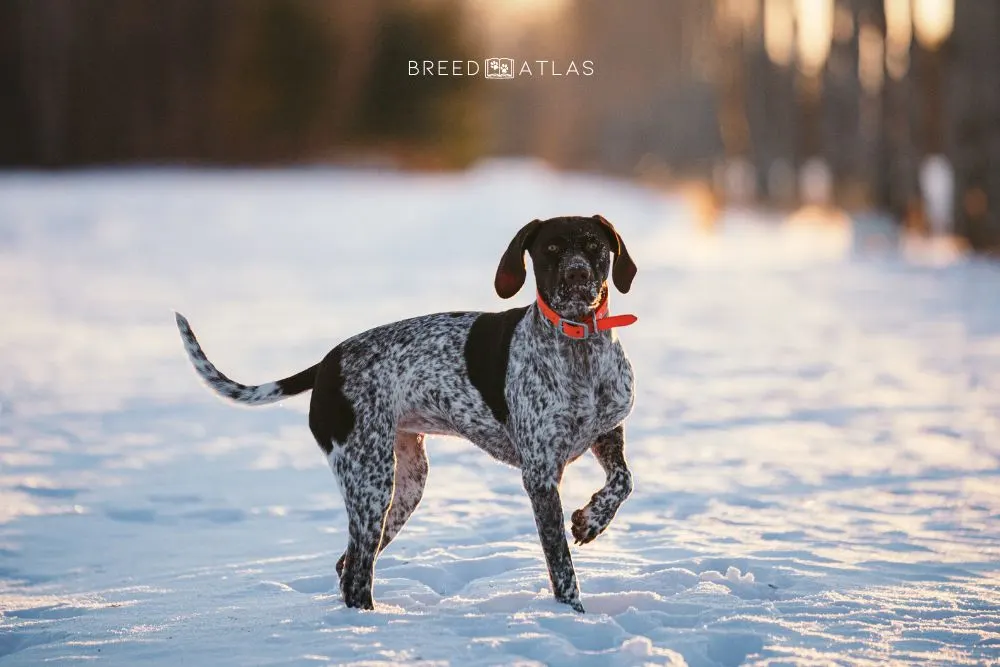 German Shorthaired Pointer dog breed