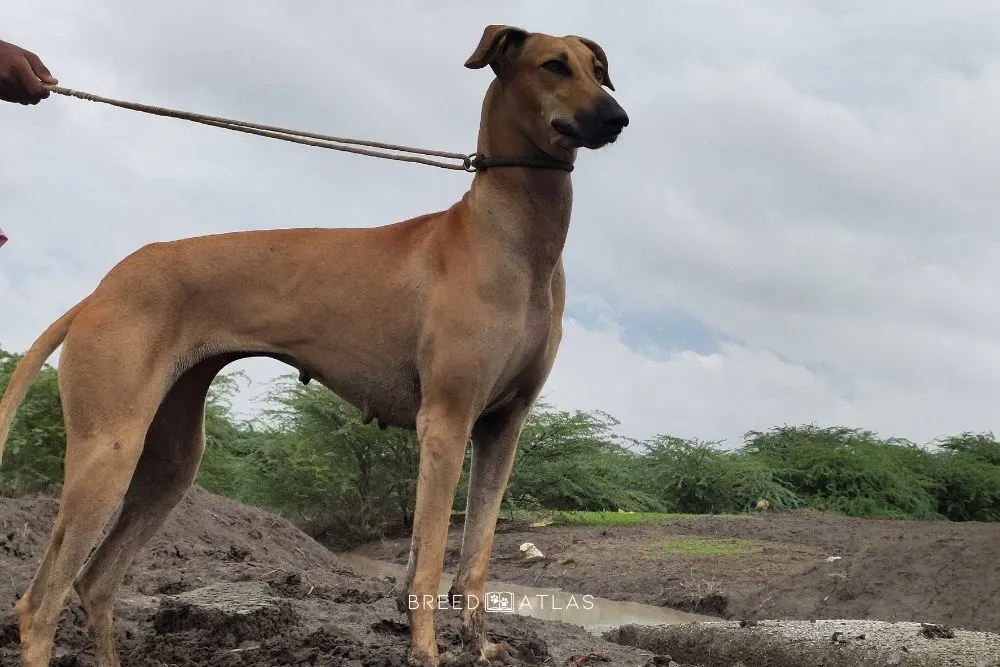 Indian Kanni dog breed