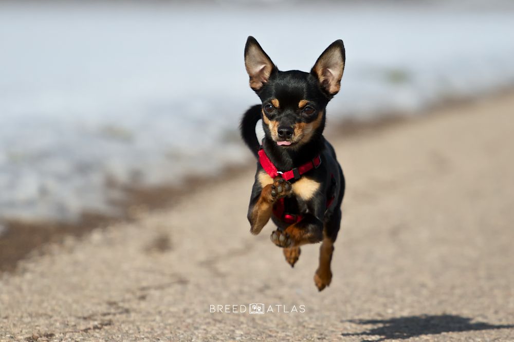 Miniature Pinscher dog breed