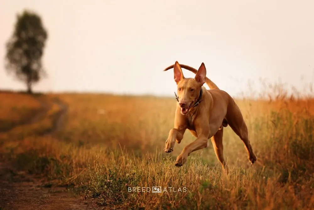 Pharaoh Hounds dog breed