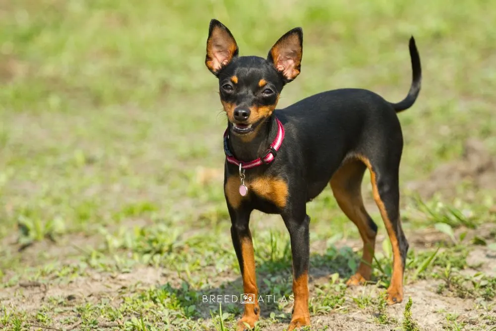 Prague Ratter dog breed