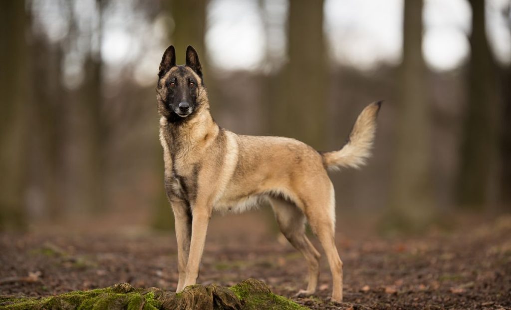 Purebred Belgian Malinois Dog breed