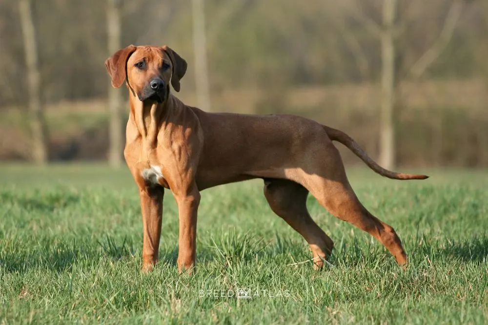 Rhodesian Ridgeback dog breed