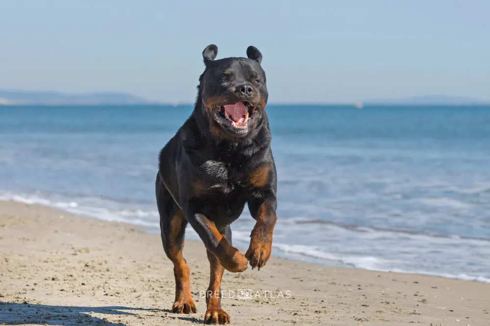 Rottweiler dog breed