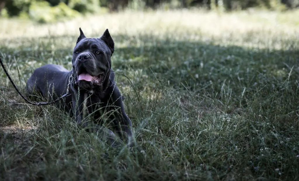 Silver Cane Corso dog lying down on grass