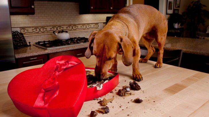 Why Can’t Dogs Eat Chocolate And Signs Of Chocolate Poisoning