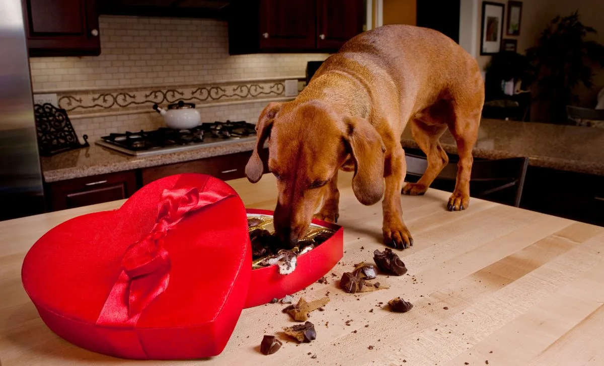 Why Cant Dogs Eat Chocolate
