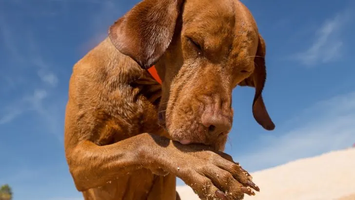 5 Reasons Why Do Dogs Bite Their Paws With 5 Solutions
