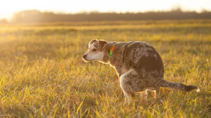 Why Do Dogs Eat Their Own Poop? 9 Causes And 6 Ways To Stop It
