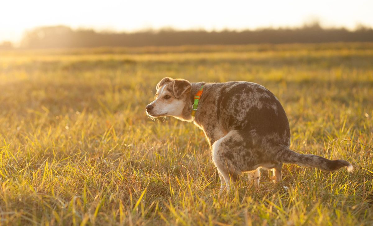 dog pooping in nature