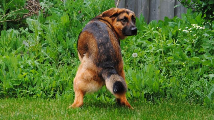 Why Do Dogs Kick After They Poop? 5 Interesting Reasons