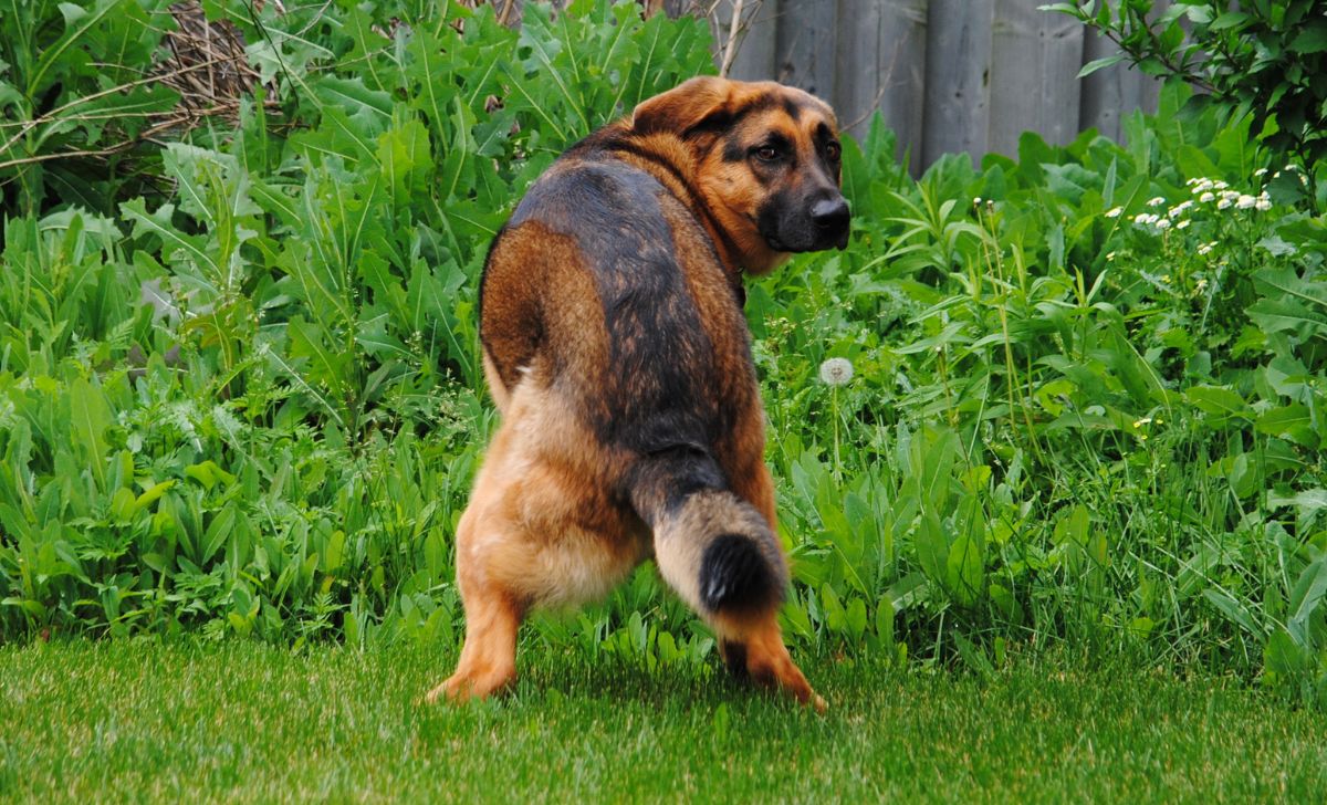 Why Do Dogs Kick After They Poop