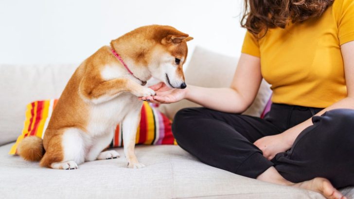 Why Do Dogs Put Their Paw On You: 7 Surprising Reasons