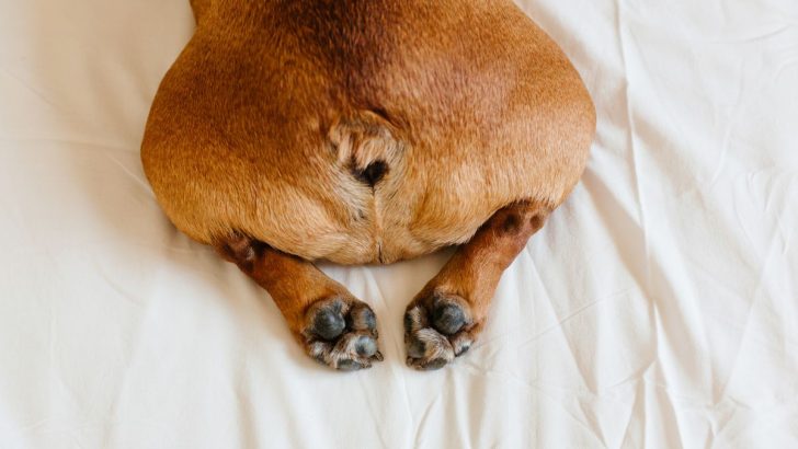 10 Surprising Reasons Why Do Dogs Sleep With Their Bum Facing You