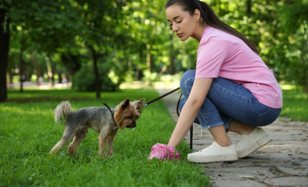 Woman Picking up Her Dog's Poop from Green Grass in Park