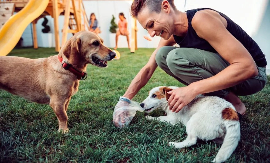 Woman picking up dog poop from the lawn