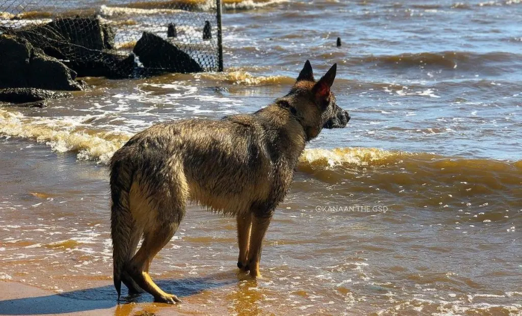 agouti german shepherd color