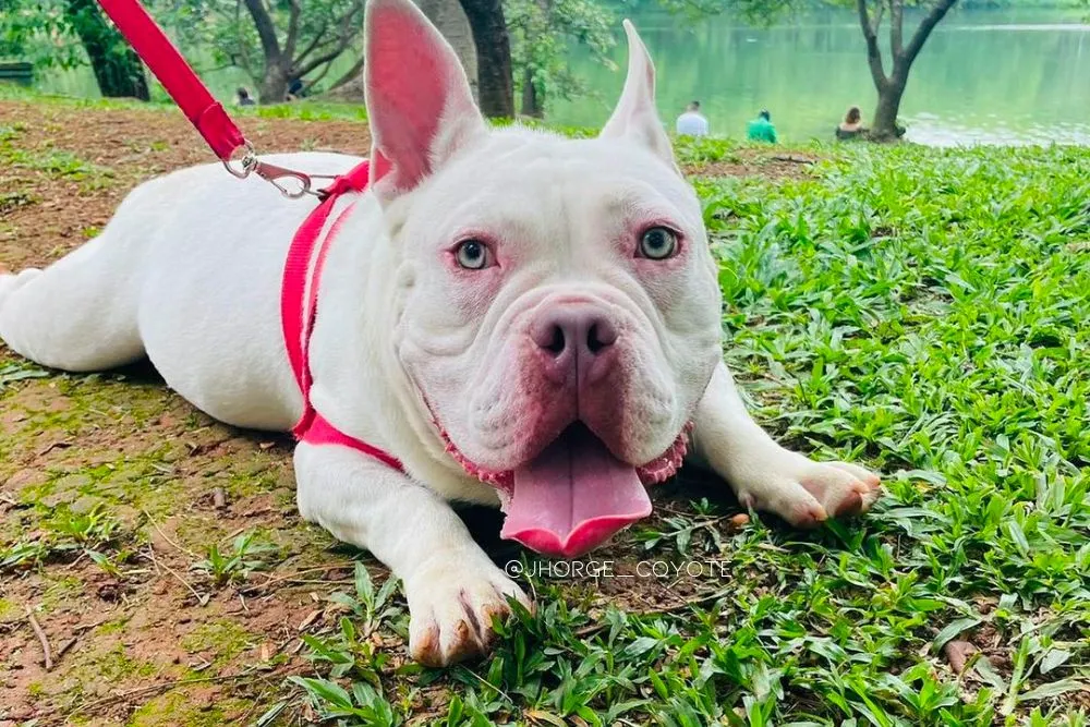 albino american bully dog