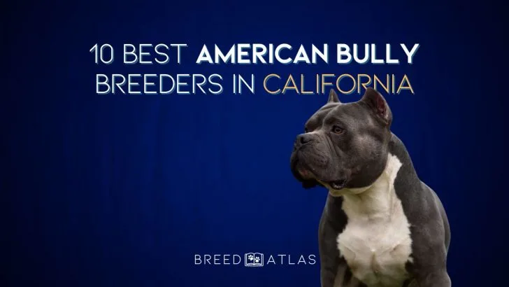 10 Best American Bully Breeders In California