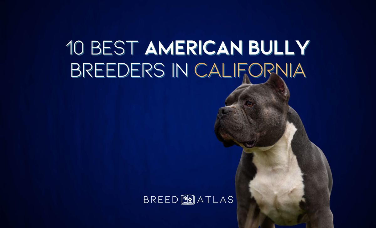 american bully breeders in california