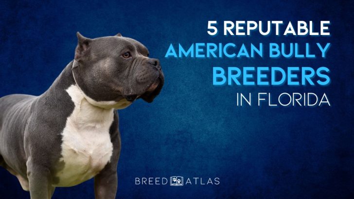 5 Reputable American Bully Breeders In Florida